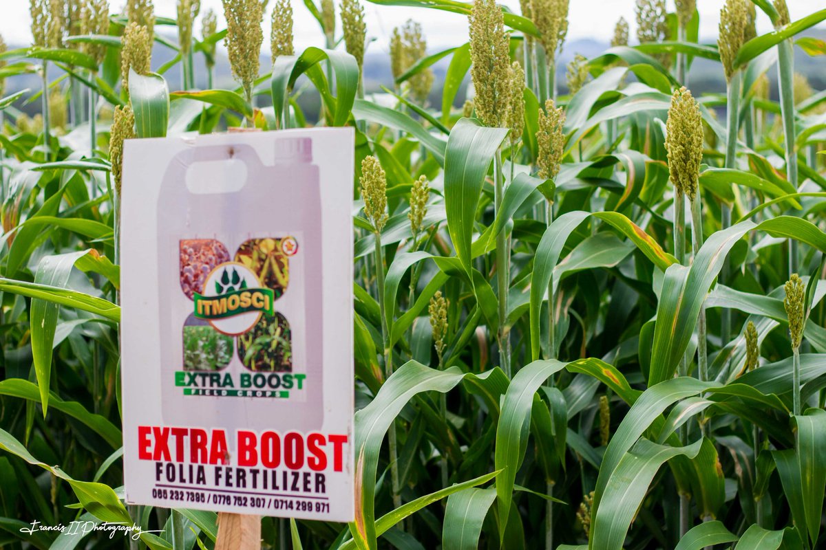 Dear farmer. We present to you the golden liquid to your Bumper harvesting <a href="/MoLAFWRD_Zim/">MinofLands,Agric,Fisheries,Water&Rural Development</a> <a href="/obertjiri/">Obert Jiri</a> <a href="/Commandagricul1/">Command Agriculture</a> Apply 5 litres per hactare for $25 only. Available in all Farmbiz and Farmshop nationwide. Bulk orders available at factory in Marondera. 0776 752 307