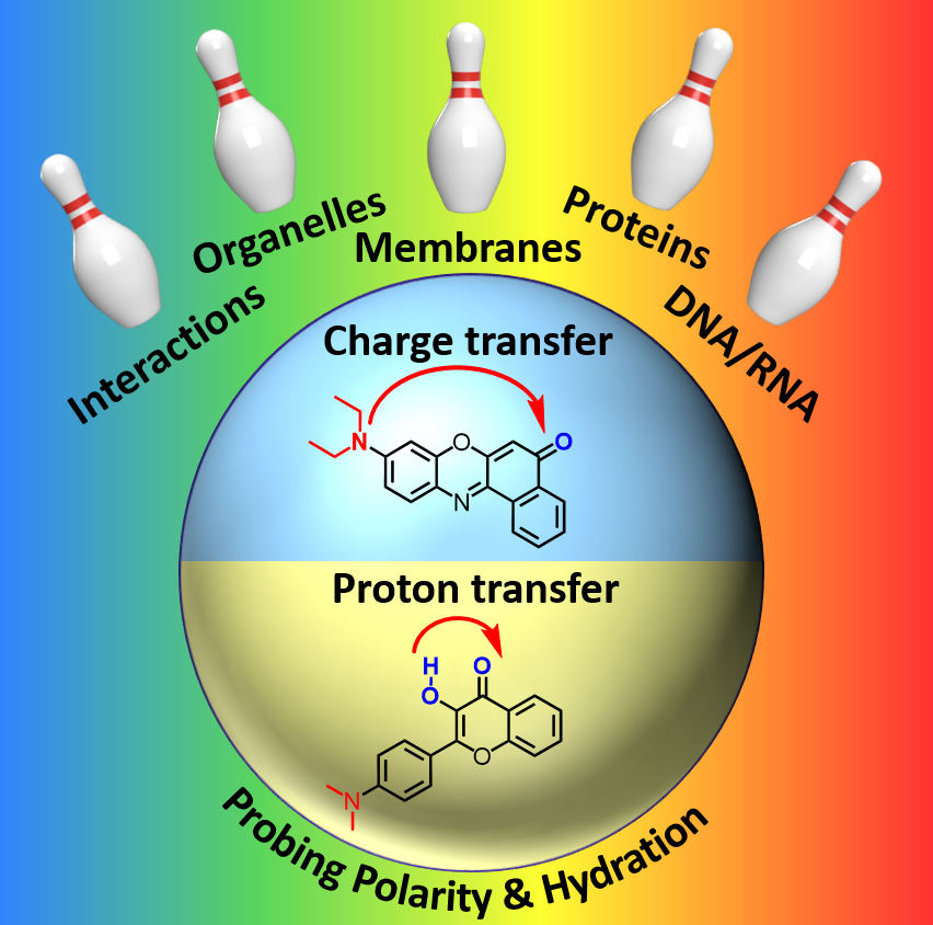 Honored to publish with my collaborator & former PhD supervisor V. Pivovarenko @KyivUniversity a review on fluorescent probes based on charge & proton transfer in a special issue of The Chemical Record “Chemistry in Ukraine”. @CNRS @unistra. Open access: onlinelibrary.wiley.com/doi/10.1002/tc…