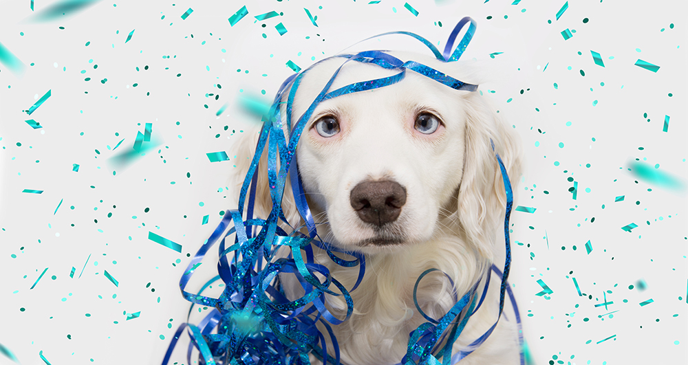 WoofRight's tweet photo. Happy New Year!

#DogRightNYE2024 #DoggoBallDrop #DogRightNewYears #DRNYE #DogRightNYE #NewYearNewDoggo https://t.co/VQOe2MOKeI