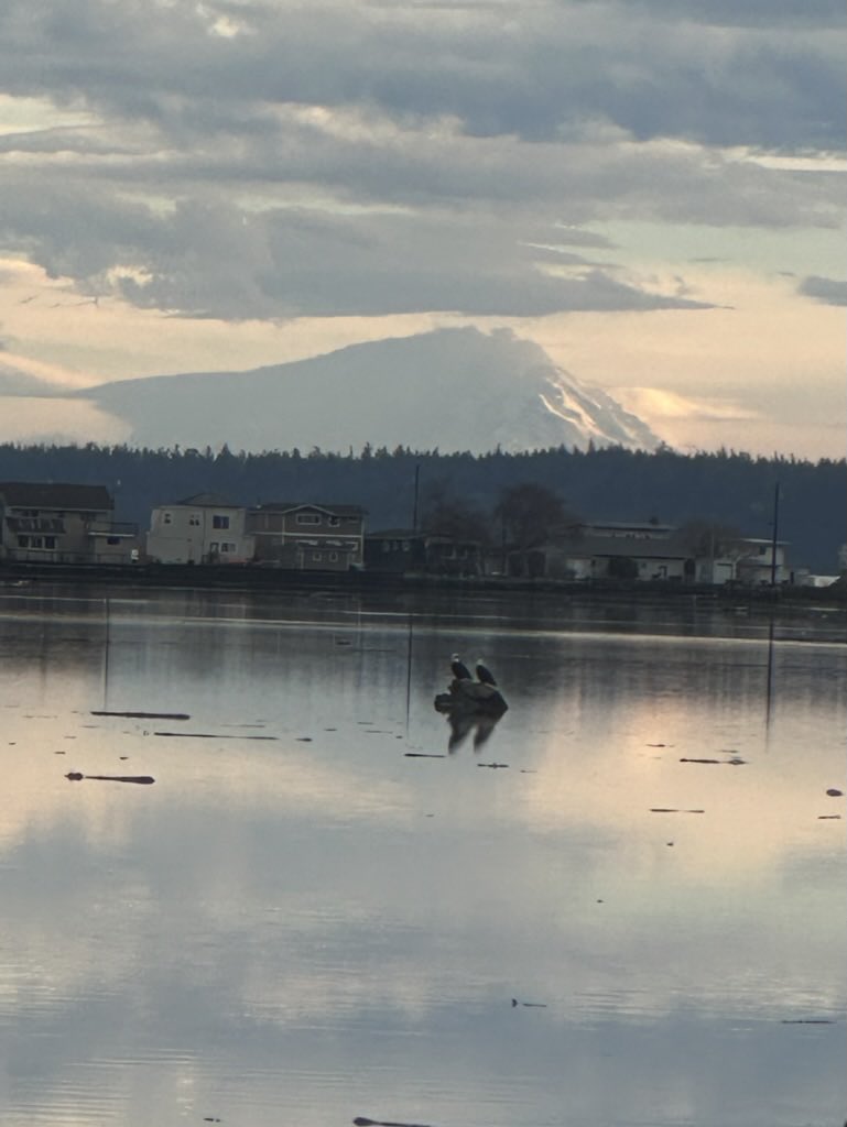 Heck year America! I wish I had a better camera than just my iPhone. Saw these eagles while walking the dogs today. First photo is three bald eagles, there was a fourth in a tree near me. The second is just two of them with Rainier in the background.