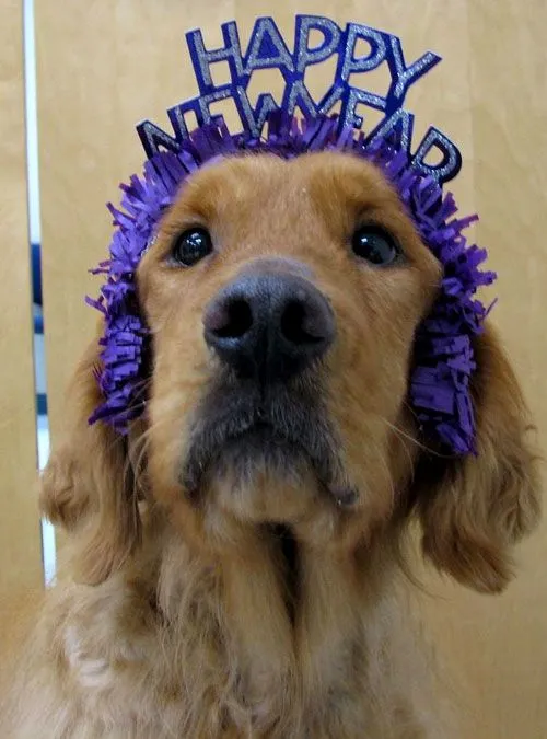 WoofRight's tweet photo. Happy New Year!

#DogRightNYE2024 #DoggoBallDrop #DogRightNewYears #DRNYE #DogRightNYE #NewYearNewDoggo https://t.co/X9RA84zIoc