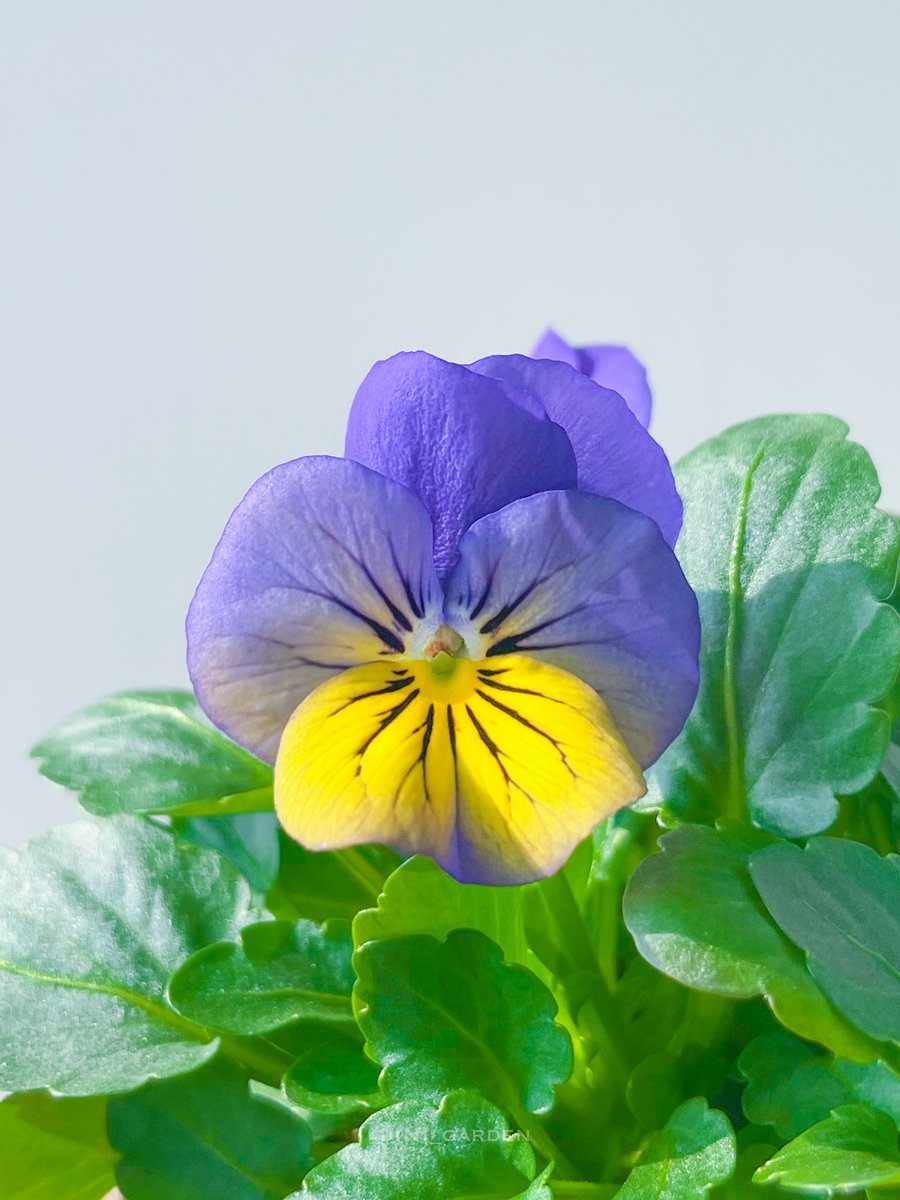 비올라 솔벳 몰포💛
Viola x wittrockiana