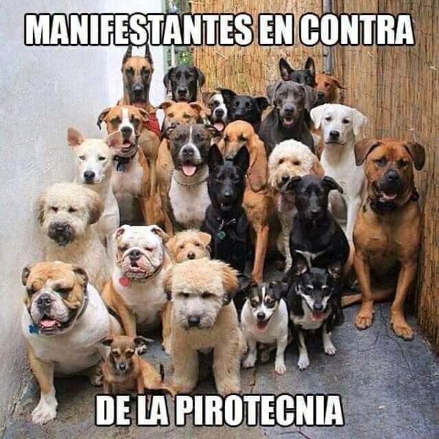 Manifestantes en contra de la pirotecnia. Por amor a Dios, no los hagamos sufrir. 

#NoALaPirotecnia