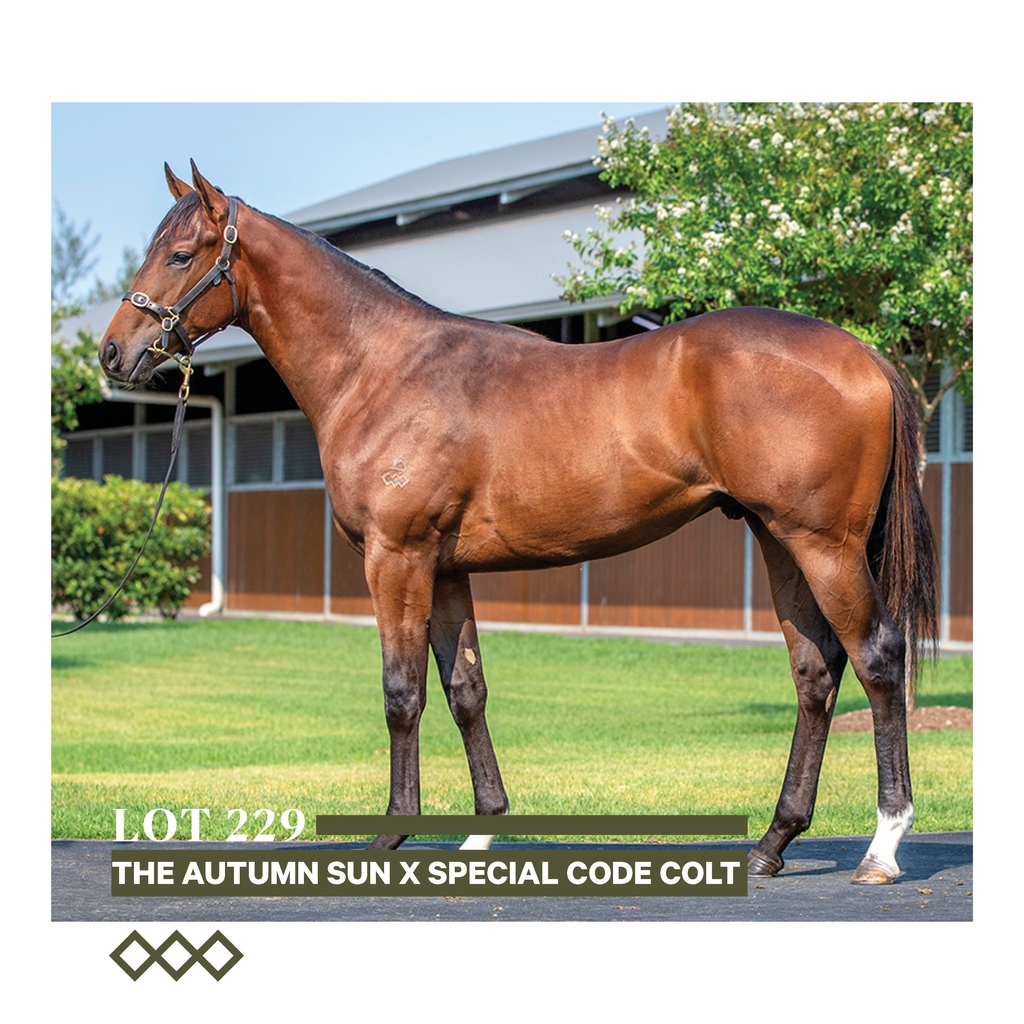 ArrowfieldStud's tweet photo. He's a colt bred on the same lines as G1w Wild Ruler.
#magicstats #Lot229 #theautumnsun #specialcode #magicmillions2024 https://t.co/81Xz2BNNY7