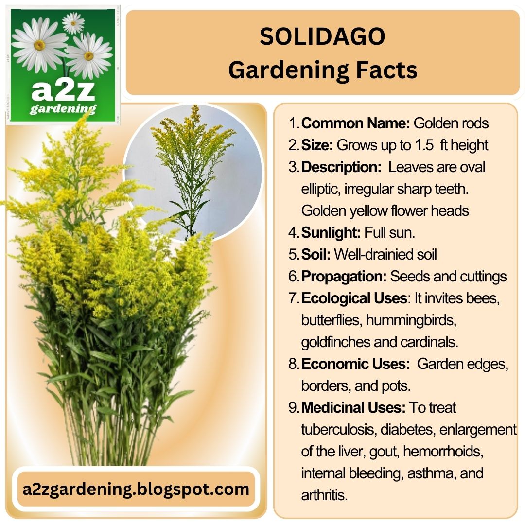 bankofbiology's tweet photo. SOLIDAGO 
#solidago #goldenrods  #outdoorplants #indoorplants #farm #farmhouse #farming #agriculture #homegarden #Garden #gardening #BotanicalGarden #botany #horticulture #landscaping #floriculture #houseplants #interiordesign #architecture #plantnursery #nursery #gardeningtips https://t.co/6CbOjWOEn5