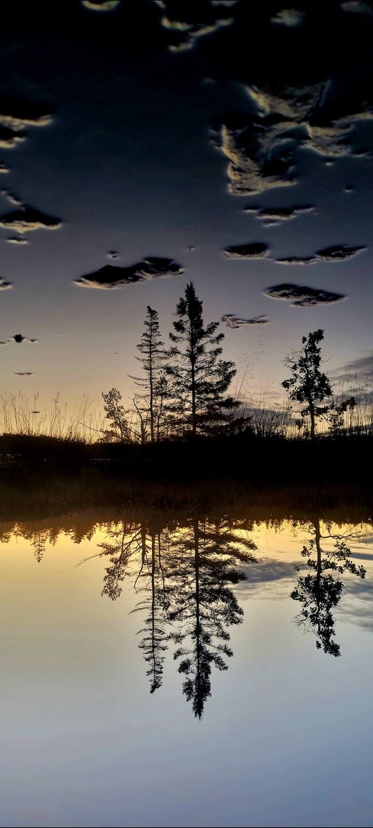 YohanfromWiky's tweet photo. @YourMorning 
To another great year, Canada! 
Cheers and blessings to all in 2024

**Flip your phone to see the mirrored image**
#stillnessofnature
#upsidedowntree 
#Reflections 
#HappyNewYear2024 https://t.co/fyOPkBKEbd