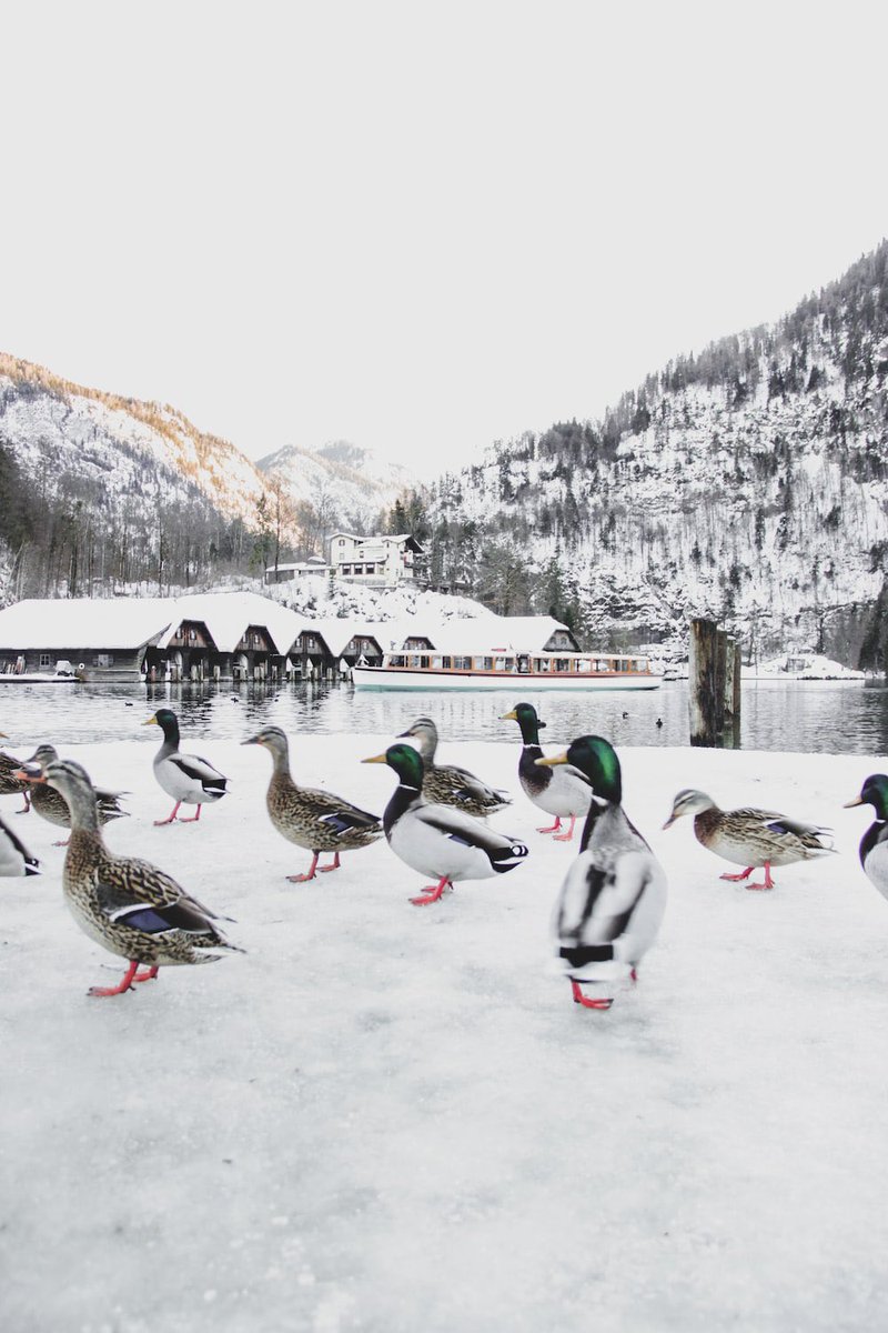 Good morning X-Friends…🌷☕️🩷 Have a happy Saturday and a beautiful weekend☃️❄️🦆🦆🦆 #SaturdayMorning 🌷 #CoffeeTime ☕️ #WeekendVibes ❄️ #NatureBeauty ☃️ #AnimalLovers 🩷 #PeaceAndLove 🕊️