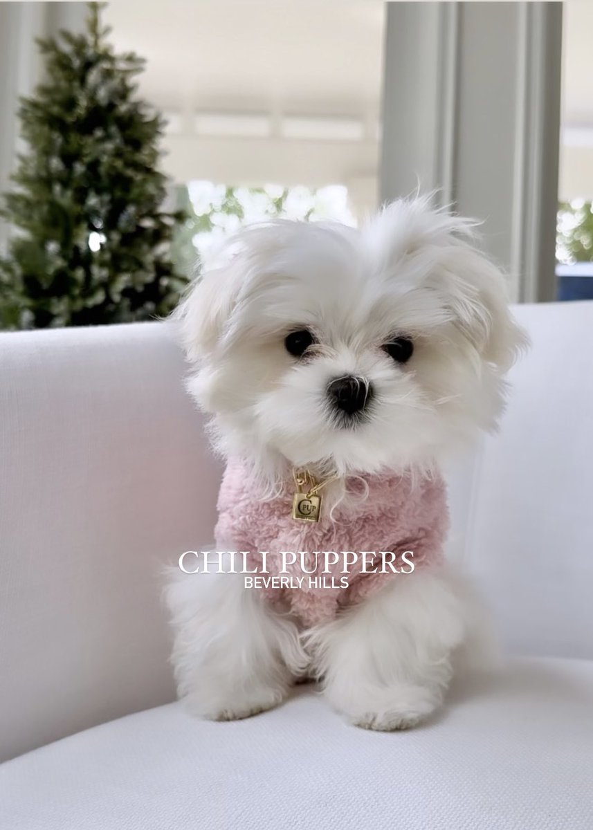 CPupBevHills's tweet photo. Adorable dog cuteness captured on camera ~ Harper🤍⚡️

Discover The Chili Puppers Dog Luxury Collection 
https://t.co/V3V6N5x599

#styleinspo #happydog https://t.co/lgfnZBx6cy