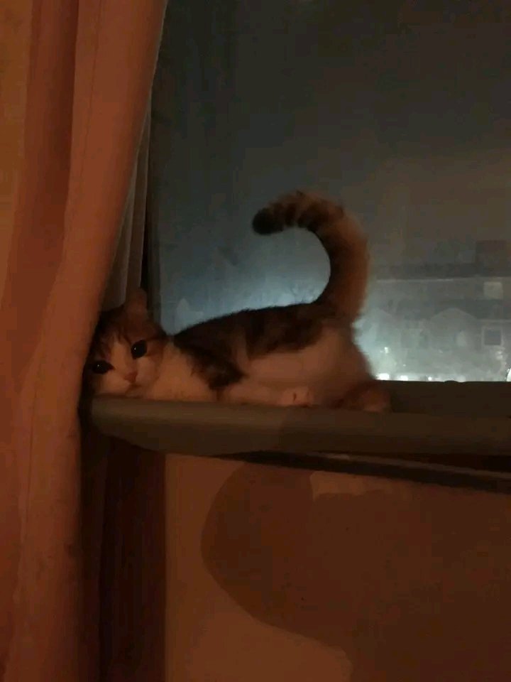 nocontextscats's tweet photo. smol https://t.co/0wrP54jPA1
