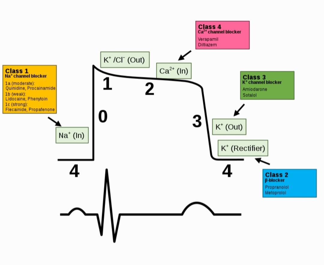 PhKnowledge1's tweet photo. 💢 Antiarrythmic drugs affecting cardiac action potential https://t.co/RDePZfxTTL