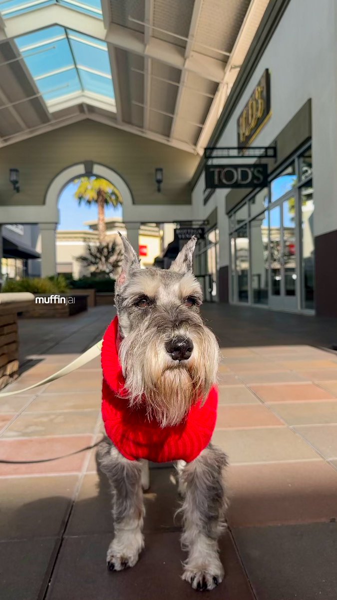 muffinjai's tweet photo. Bargains π Shop till we drop π€£ππ
#shopaholic ποΈ @sfpremiumoutlets π #SanFrancisco #BayArea πΆπΎ #DogsOfSanFrancisco #DogsOfBayArea #DogsOfCalifornia #MiniatureSchnauzer #Schnauzer https://t.co/eTe1KhC6Zv