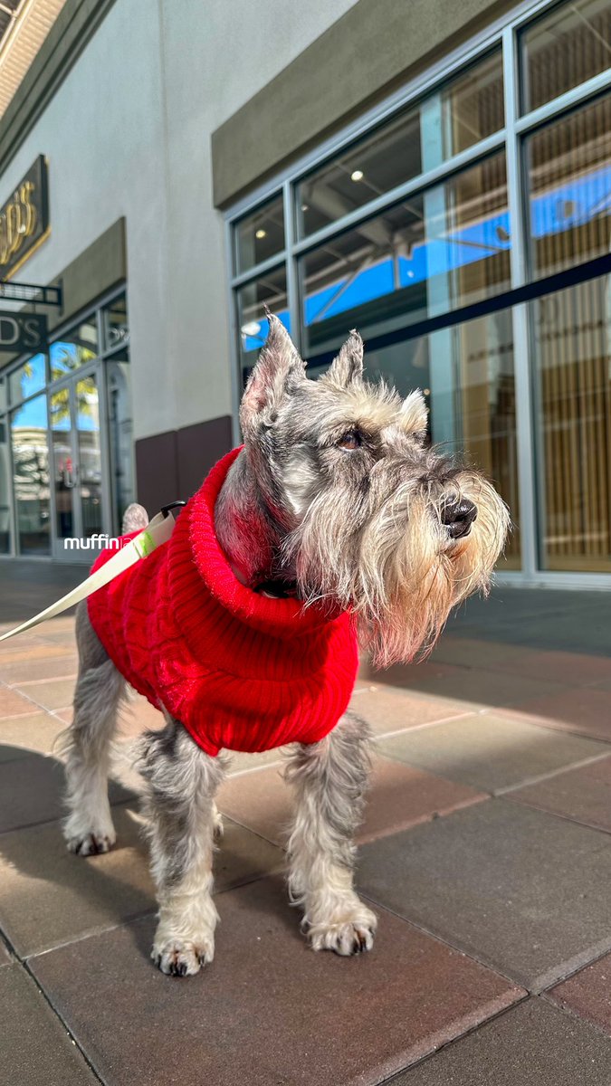 muffinjai's tweet photo. Bargains π Shop till we drop π€£ππ
#shopaholic ποΈ @sfpremiumoutlets π #SanFrancisco #BayArea πΆπΎ #DogsOfSanFrancisco #DogsOfBayArea #DogsOfCalifornia #MiniatureSchnauzer #Schnauzer https://t.co/eTe1KhC6Zv