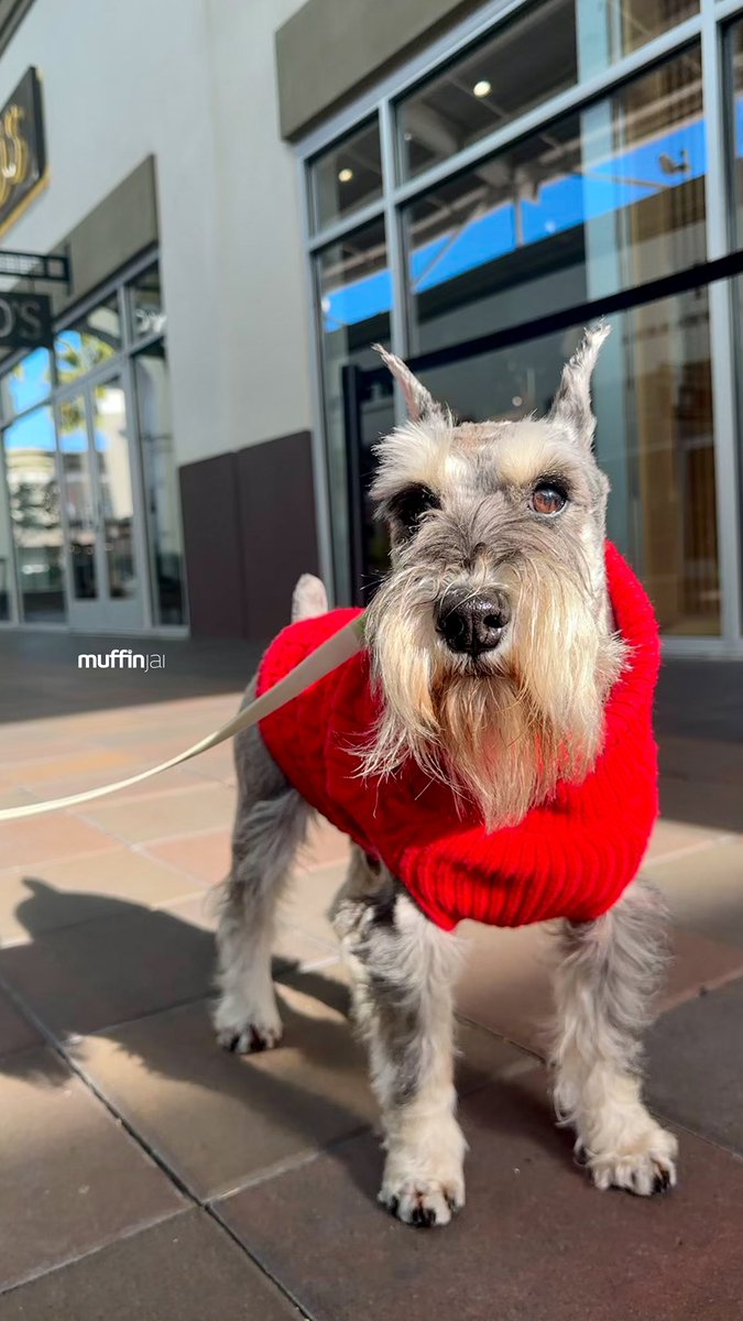 muffinjai's tweet photo. Bargains π Shop till we drop π€£ππ
#shopaholic ποΈ @sfpremiumoutlets π #SanFrancisco #BayArea πΆπΎ #DogsOfSanFrancisco #DogsOfBayArea #DogsOfCalifornia #MiniatureSchnauzer #Schnauzer https://t.co/eTe1KhC6Zv