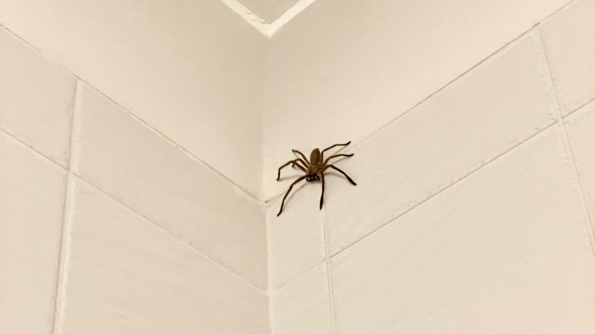 This is Rudolf. He’s been loitering since Christmas Eve and has spent the past three days overlooking the shower. Ruldolf is a pervert.