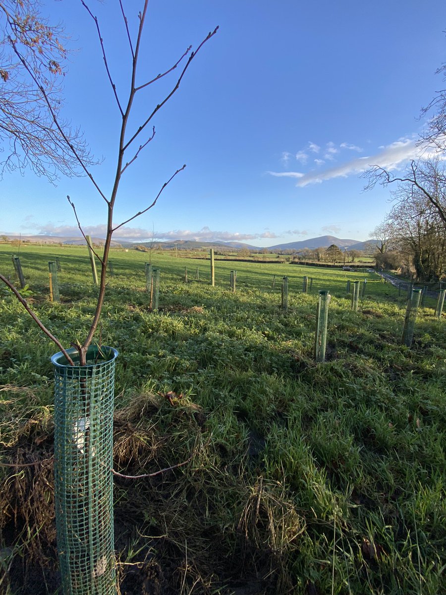 theherdsman2005's tweet photo. Getting some of my @tirlan_ trees planted and replanting what didn’t make it from last year…. Part of a little #wildlifecorridor on the grazing area…. https://t.co/c5XGl2WHyd