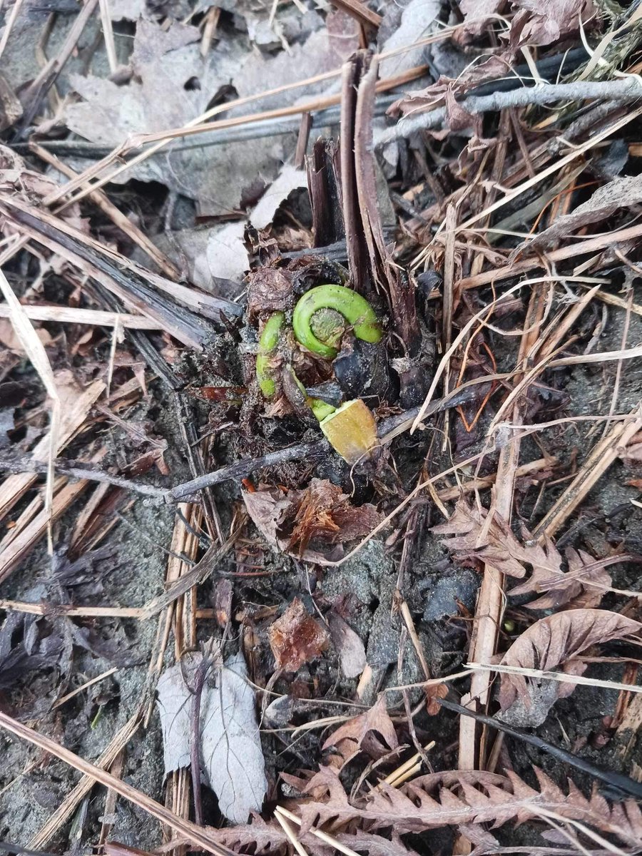 GilbertP4341's tweet photo. For future reference, December 28, 2023; fresh fiddleheads popping up.

Photo by Katie Noyes https://t.co/NeASKLwpFt