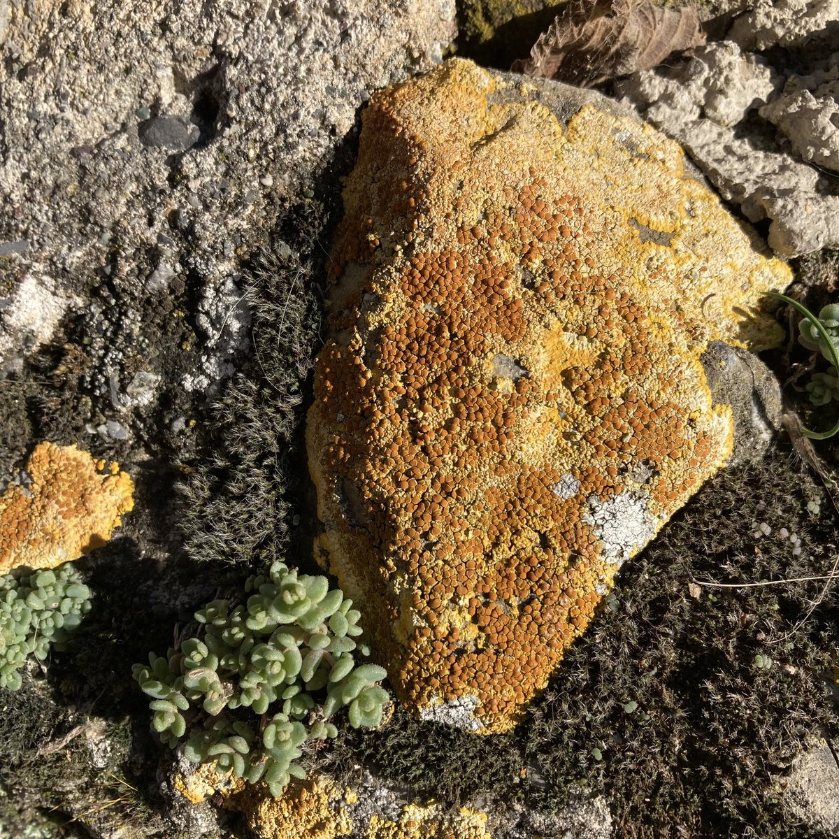 #lichen #france #alpesmaritimes #saorge