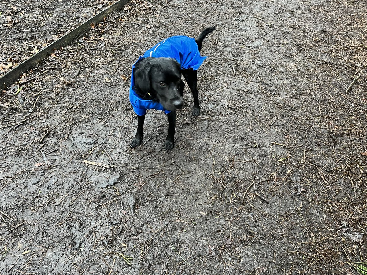 The indignity! #dogsoftwitter