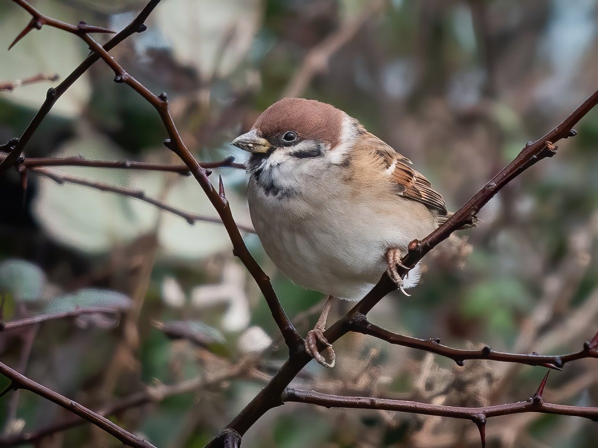 David Bellamy tweet media