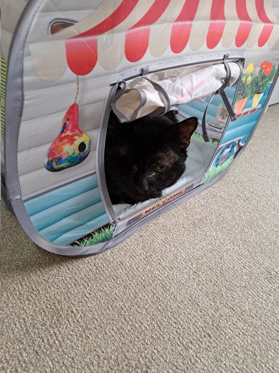 I thought I'd go on a little trip in my caravan today if 
anypaw wants to join me! Hopefully I won't blow away! 🙀😹😸 #hedgewatch #ECC #Panfursquad #fivcatsclub