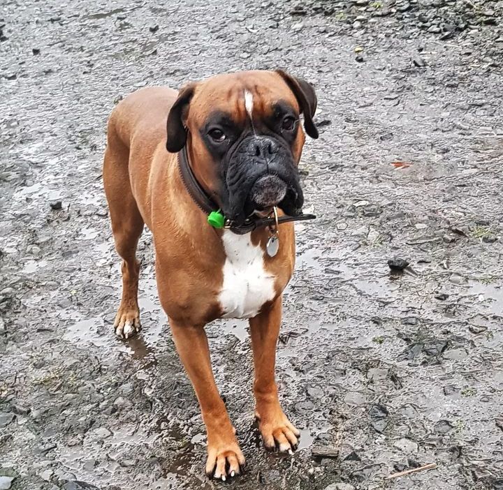 Boxer Lover tweet media