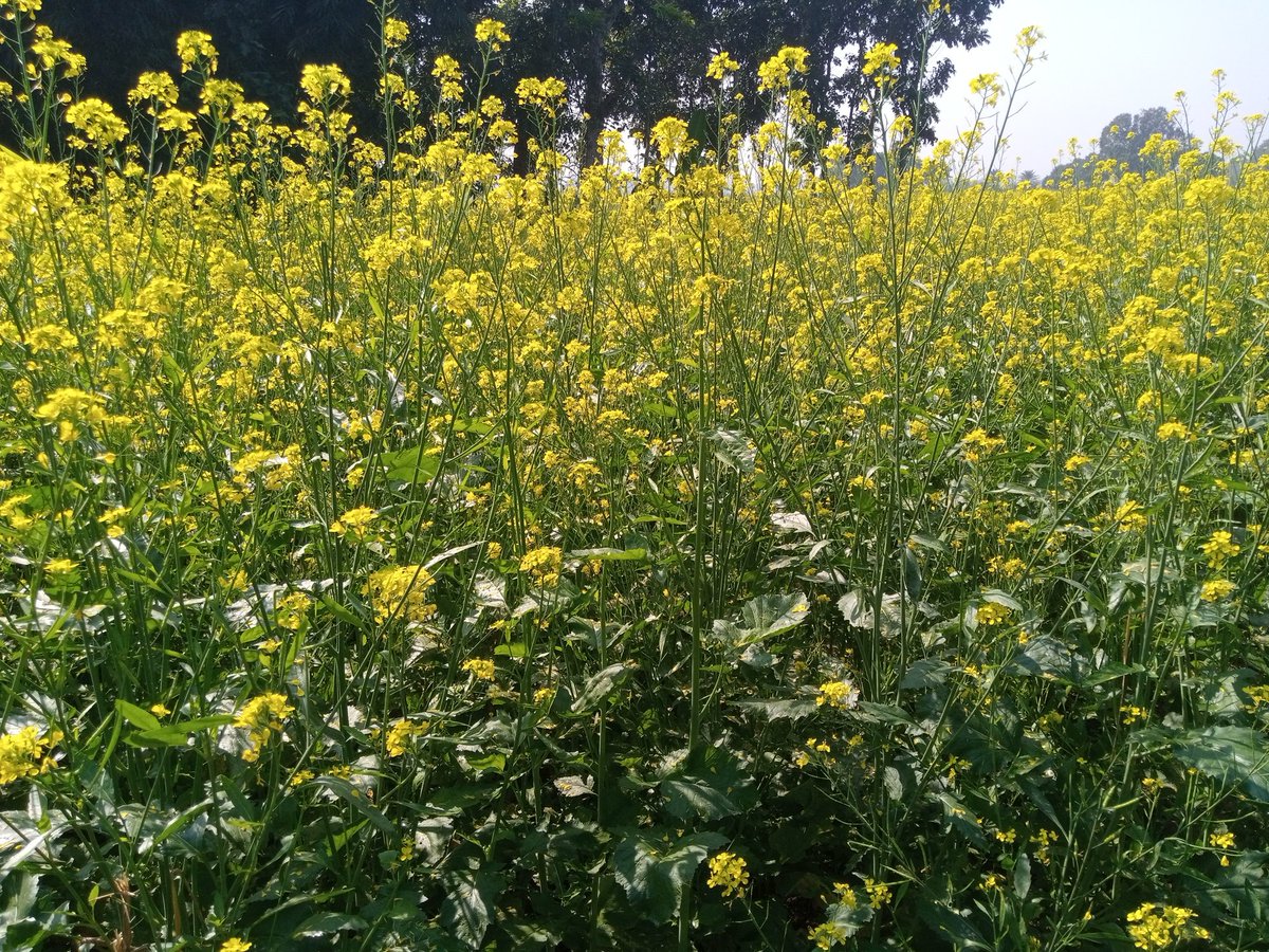 vaskor_mitra's tweet image. সরিষা খেতে ভুত