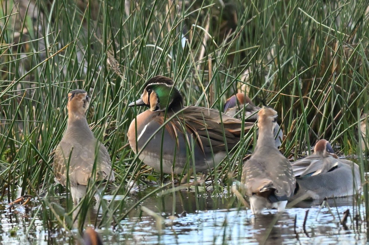 A last twitch for 2023 scored the stunning drake Baikal Teal at RSPB Greylake. A lifer for me ✅ and a perfect high to end the year! Lovely to see birding friends @afpwalks @Aspensilvaana & @Winter_Semeya @Natures_Voice @birda_org #TwitterNatureCommunity #birding #my200birdyear