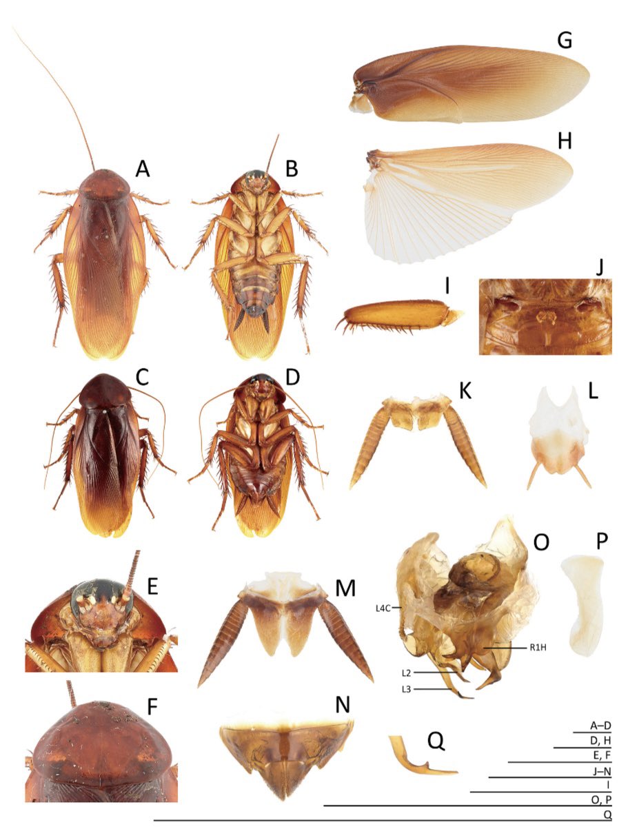 日本産ゴキブリ類 Blattaria of Japan windybooks_s-9784832914124