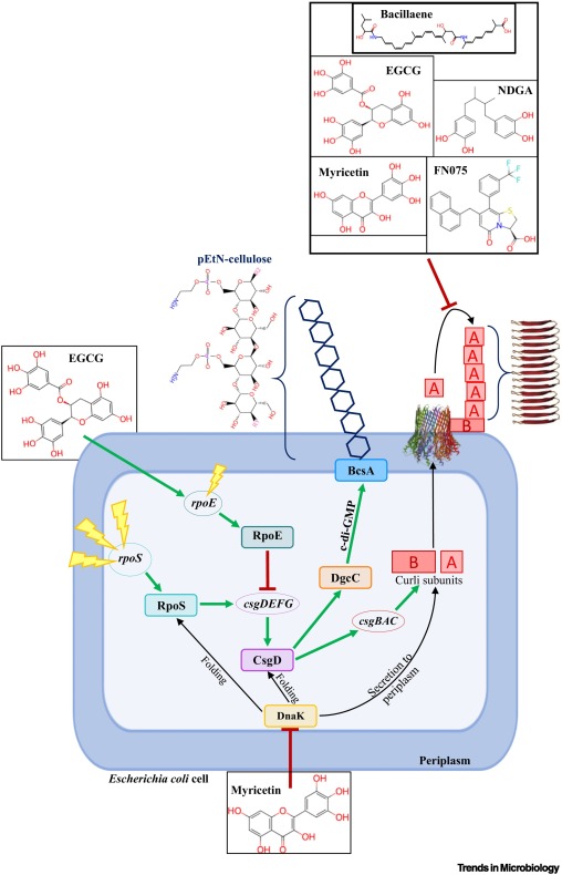 Microbial warfare: B. subtilis antagonizes E. coli biofilm formation @TrendsMicrobiol Spotlight by @Kailyn800 and @mattchapman22 on the pubilcation from Diego Serra lab in NPJ biofilms and microbiomes cell.com/trends/microbi…