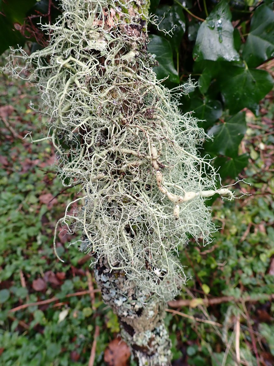 judyweb32049878's tweet photo. Very surprised &amp; pleased on a walk to Nettlebed common claypits woodland in S Oxon to find this branch fallen from an ash tree with the unmistakable #lichen Usnea articulata with its long trailing branches &amp; 'strings of sausages'. Only ever seen it in Devon before. Cleaner air? https://t.co/SRuVF9xPuG