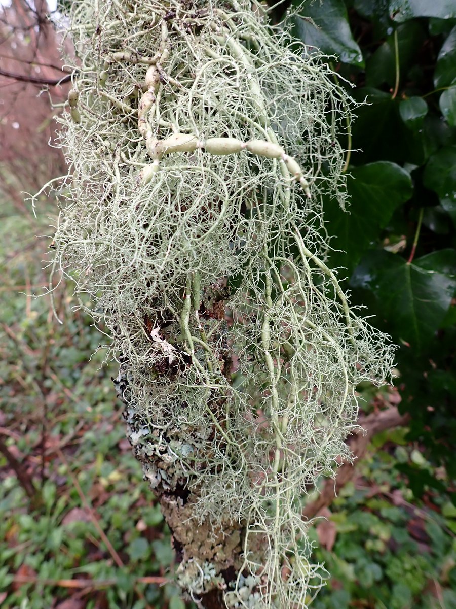 judyweb32049878's tweet photo. Very surprised &amp; pleased on a walk to Nettlebed common claypits woodland in S Oxon to find this branch fallen from an ash tree with the unmistakable #lichen Usnea articulata with its long trailing branches &amp; 'strings of sausages'. Only ever seen it in Devon before. Cleaner air? https://t.co/SRuVF9xPuG