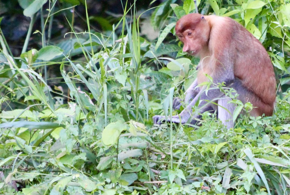 Monkeying around in Borneo. #Borneo #orangutan #macaque #proboscis