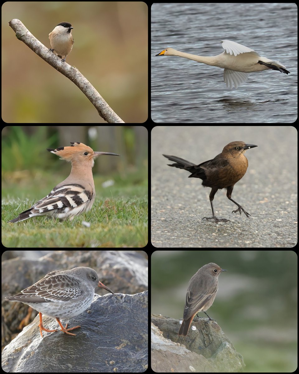 Some of the highlights I've seen in 2023. Willow Tit, Whooper Swan, Hoopoe, Great Tailed Grackle, Black Redstart, and a Purple Sandpiper