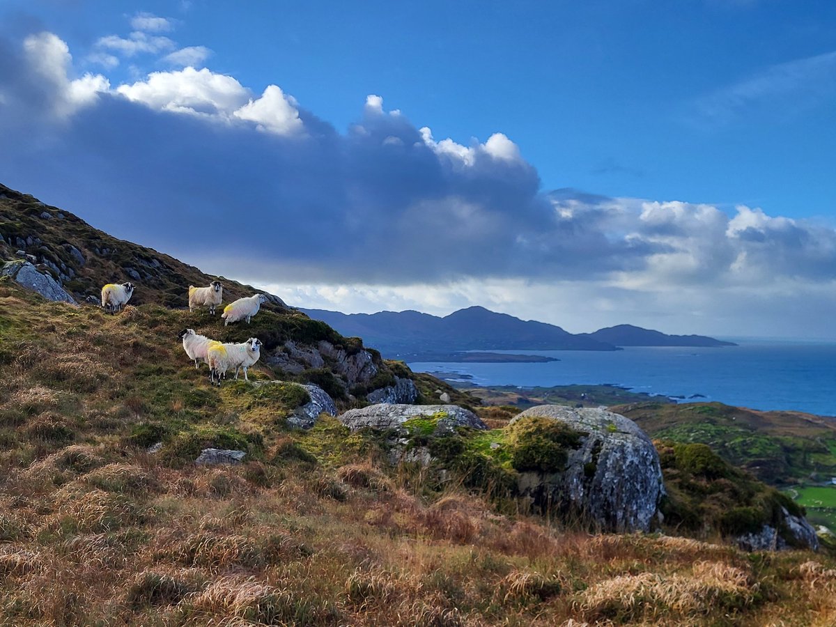 What is commonage?

And how could unlocking its enormous rewilding potential revolutionise the Irish landscape for the better ...

Of nature, the climate, and *everyone*, especially farmers + rural communities?

A thread...