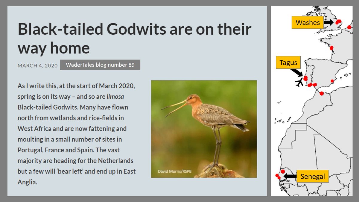 Migration of #waders #shorebirds never stops! The last Woodcock have only just arrived in the UK and 'limosa' Black-tailed Godwits are already heading north. wadertales.wordpress.com/2020/03/04/bla… LOADS of migration stories summarised here: wadertales.wordpress.com/2019/10/12/mig… #ornithology