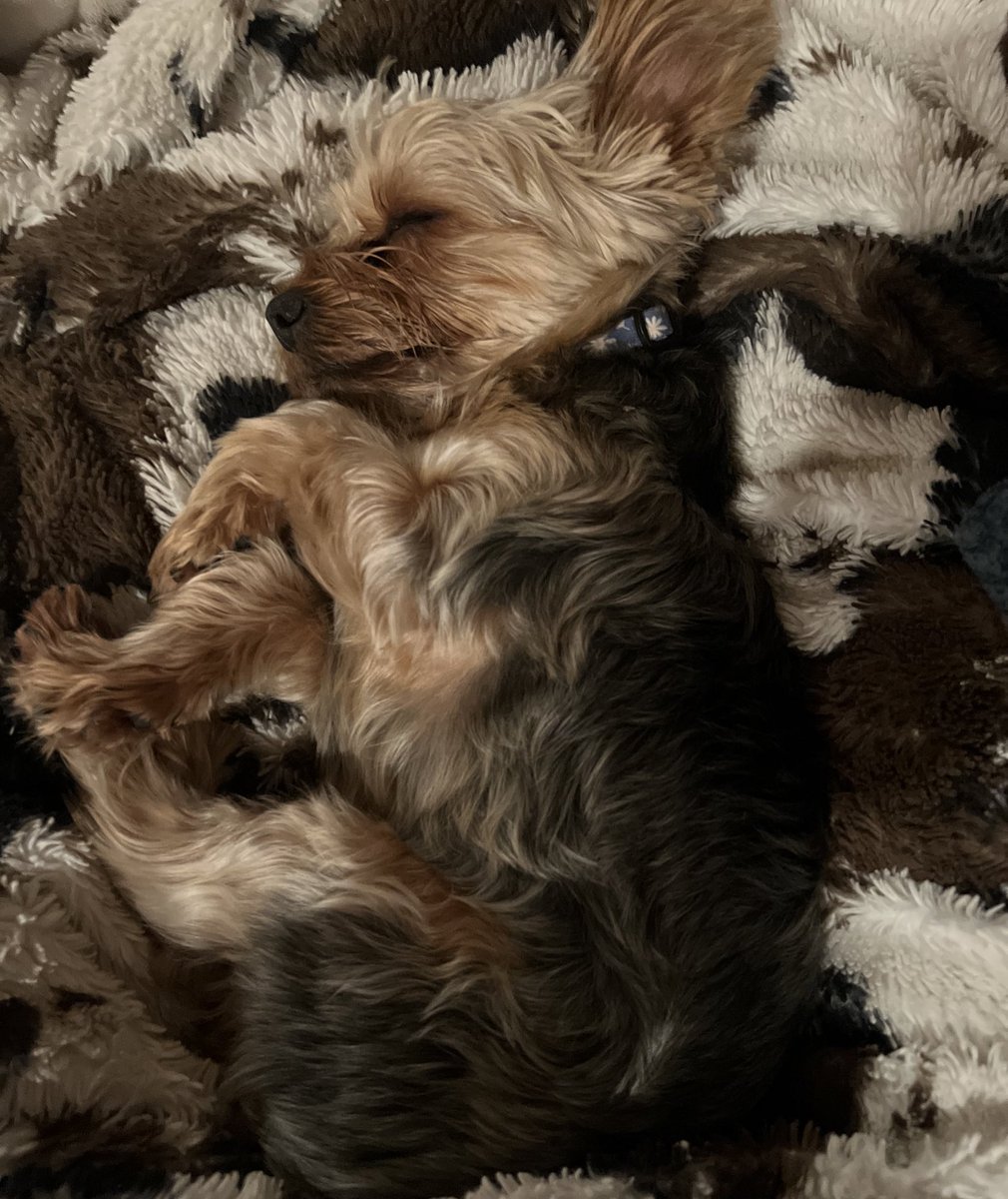 allywriter's tweet photo. How on earth can be expected to get up and do laundry when I’d have to disturb this sweetie pie? https://t.co/I5JKvXxXQS