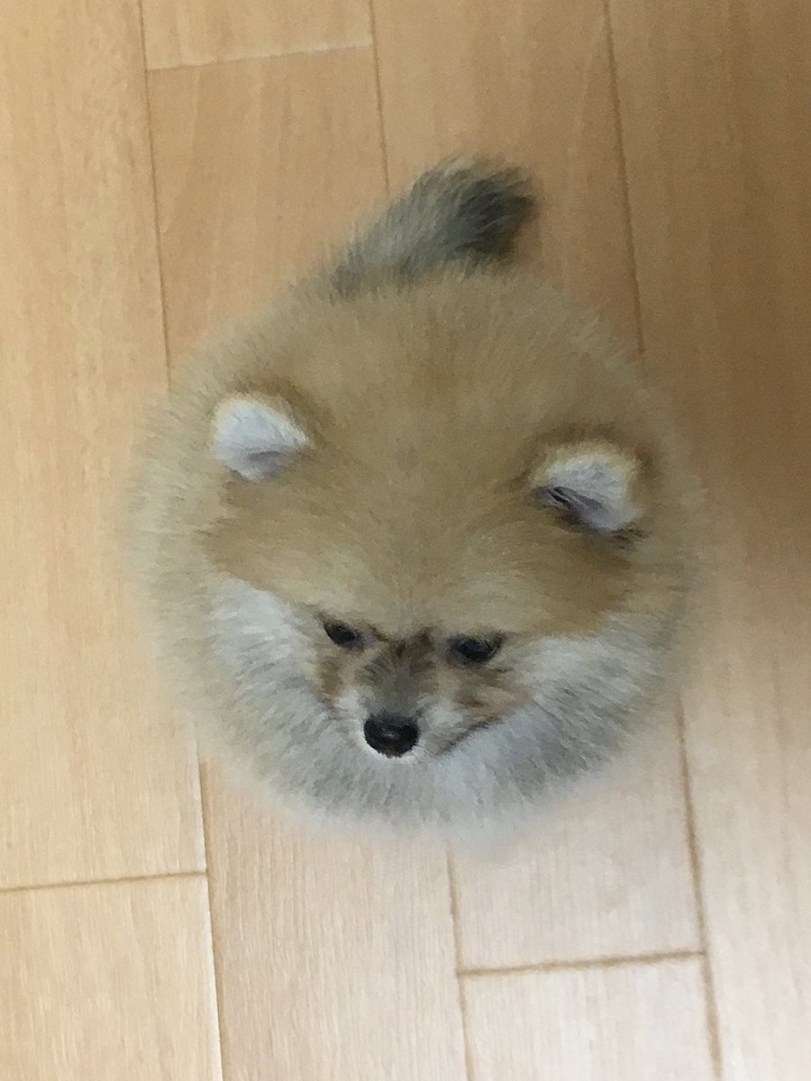 橘紫夕@でかポメ&ちびポメ tweet media