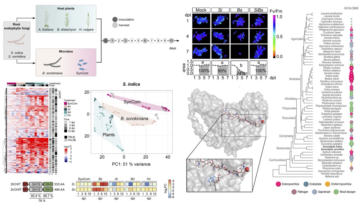 Shingo Miyauchi (@shingomiyauchi) on Twitter photo ✳️Our final paper for this year✳️ Time-resolved transcriptomics reveal a mechanism of host niche defense: beneficial root endophytes deploy a host-protective antimicrobial GH18-CBM5 chitinase biorxiv.org/content/10.110… <a href="/Team_Zuccaro/">Alga Zuccaro</a> ✳️Our final paper for this year✳️ Time-resolved transcriptomics reveal a mechanism of host niche defense: beneficial root endophytes deploy a host-protective antimicrobial GH18-CBM5 chitinase biorxiv.org/content/10.110… <a href="/Team_Zuccaro/">Alga Zuccaro</a>
