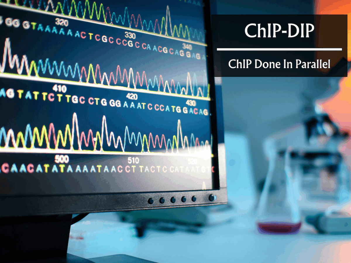 CbirtDirector's tweet photo. A new method #ChIPDIP maps hundreds of proteins to DNA simultaneously, revealing diverse gene expression regulators in a single experiment! The study marks a major advance in unraveling cell-type specific regulation.

🔗 https://t.co/H3ovdpM6LM

#Bioinformatics #Genomics #ChIPseq https://t.co/fBhFTJ1ChG