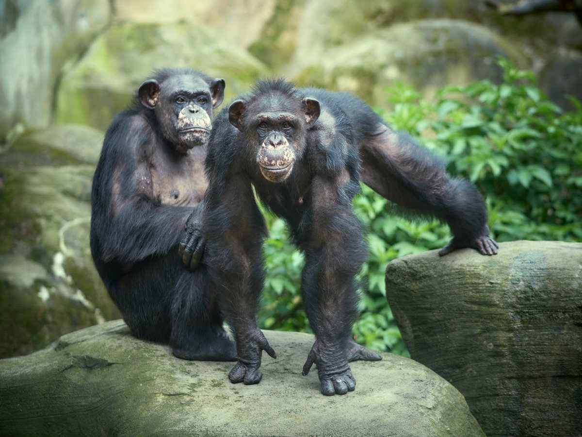 Schon mal gesehen, mit welcher "affenartigen" Geschwindigkeit 🐒 die #schimpansen Sprossen, Seile und Felsen erklimmen? Ein tolles #schauspiel, dass sich im #zooammeer beobachten lässt.  
Weitere Infos unter: bremerhaven.de/zoo-am-meer  
#bremerhaven #bremerhavenerleben