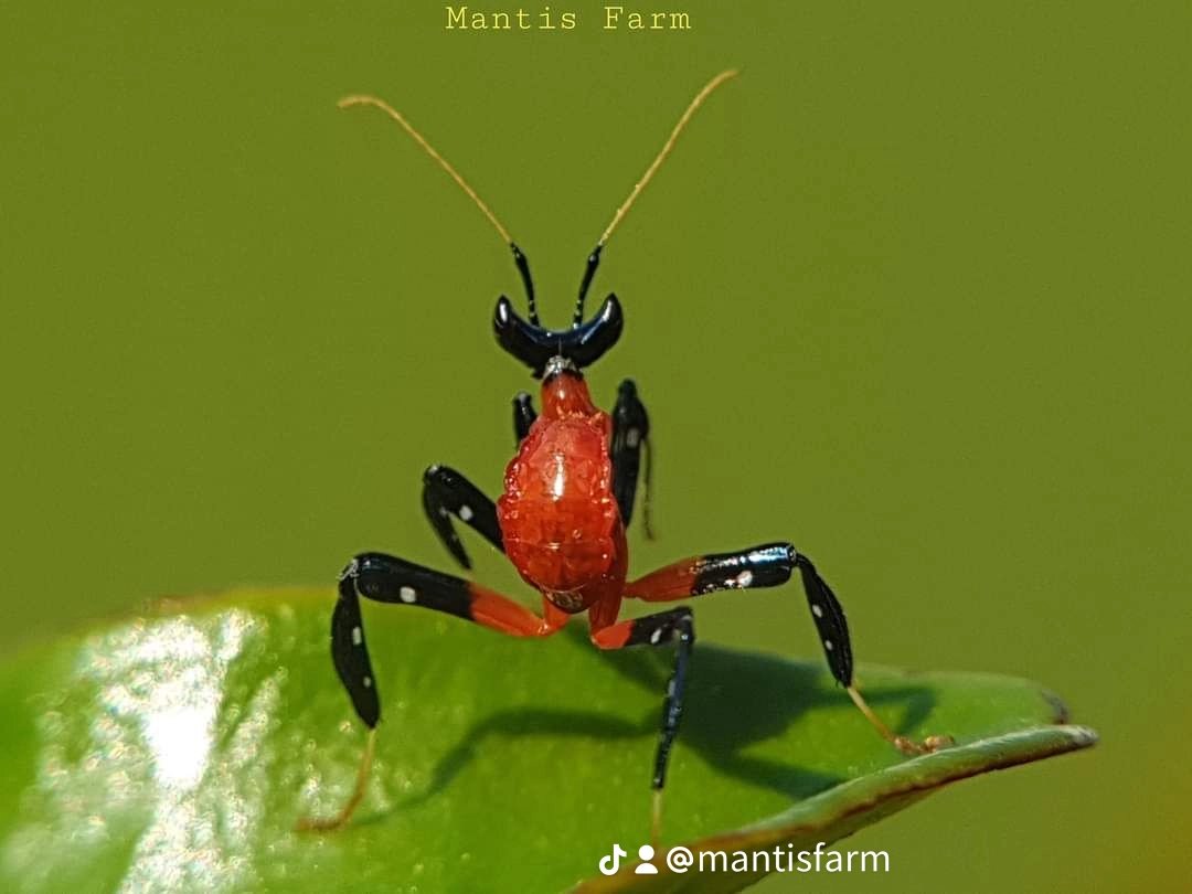 Mantis Farm tweet media