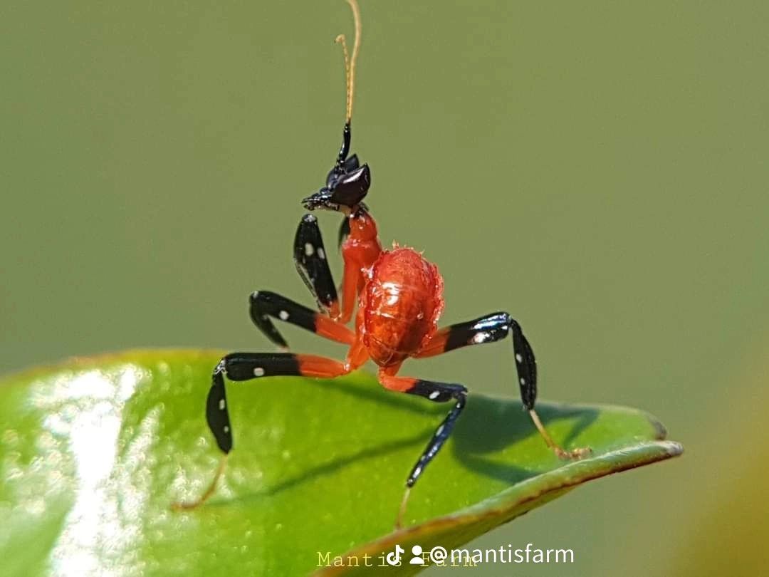 Mantis Farm tweet media