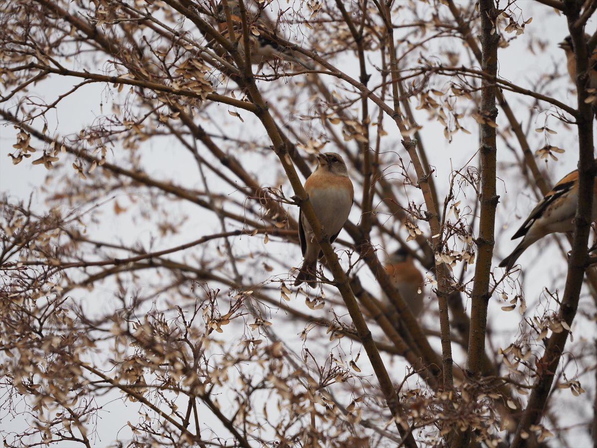 kyotoshidoubut1's tweet photo. 冬鳥のアトリが来ていました。群れで行動し、濃紺、褐色、白色の模様は目立ちます。尾羽の先も魚の尾のようで特徴です。
ケヤキ、モミジ、クヌギ、エノキ等の樹々を渡り、園内がしばらくにぎやかでした。
#京都市動物園 #kyotocityzoo #アトリ #冬鳥 #風物詩 #Brambling #winterbird #winterfeature https://t.co/bVhdigna1X