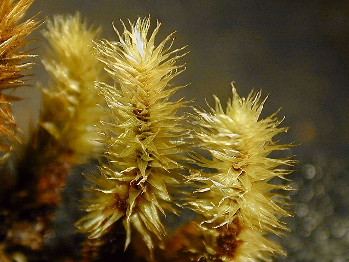 My absolute favorite moss, it reminds me of a teddy bear:
Breutelia wainioi Broth.
Brazil, Rio de Janeiro, Agulas Negras
seeping wet slope beside the path to Pico Itaiaia, 2550m
leg. 27.09.01, det A. Schäfer-Verwimp
