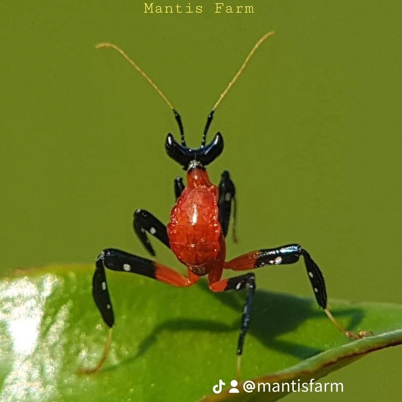 Mantis Farm tweet media