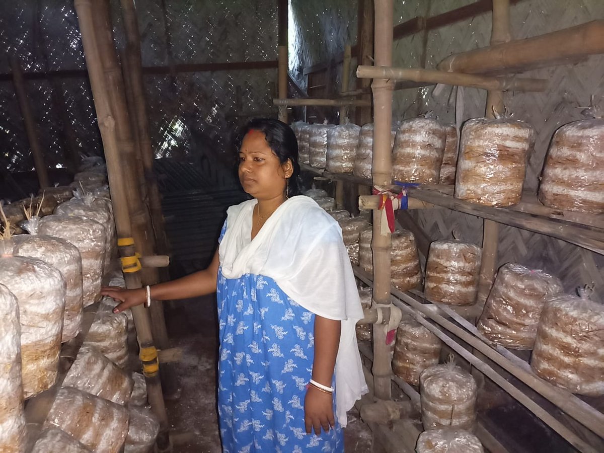#দিদিরাই_এখন_দিদিদের_অনুপ্রেরণা
Meet with Smt Tulashi Jamatia Didi, a successful women mushroom grower of Amarpur BMMU. She earns Rs. 17000/- per cycle. Now she planned to setup a vermicomposting unit with the help of TRLM by using the waste of mushroom bags.
#lakhpatididi #TRLM