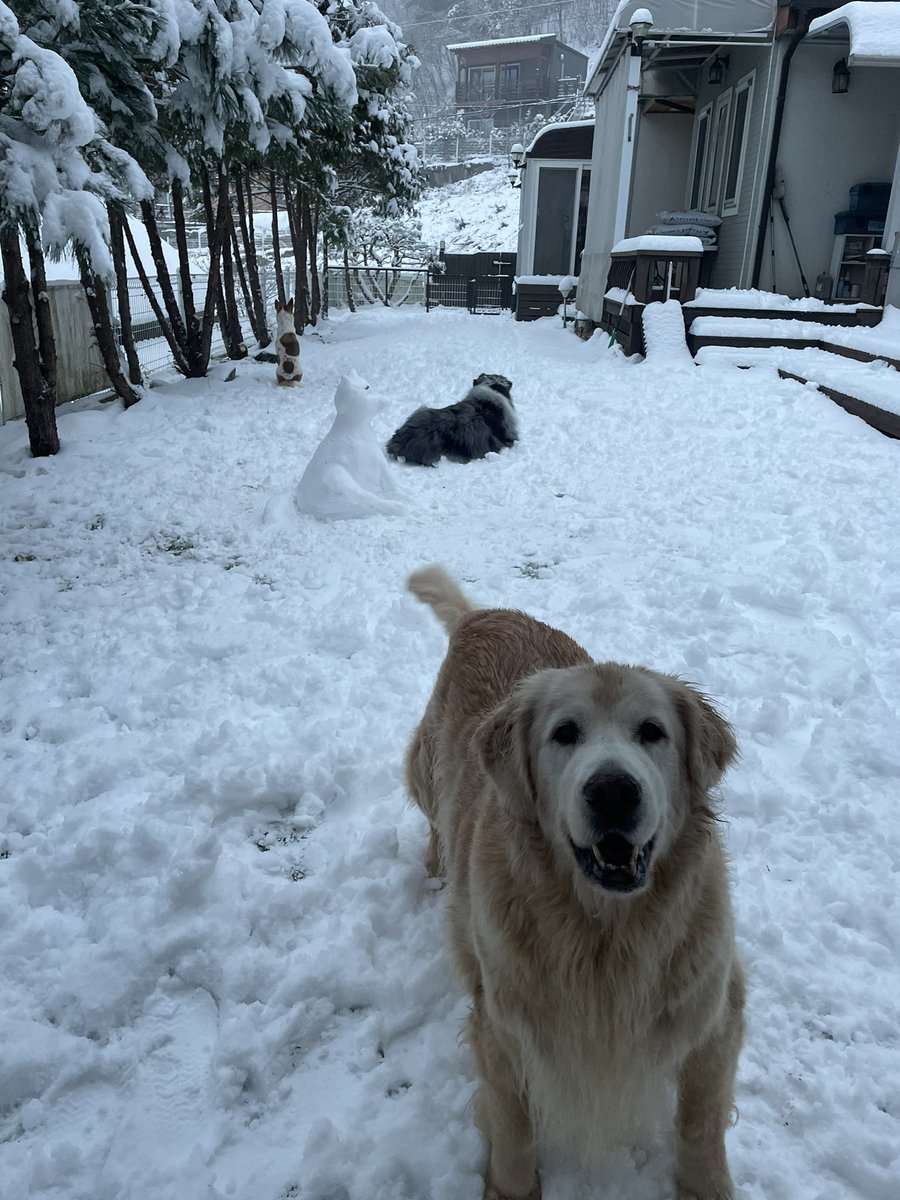 6bowwow's tweet photo. 많이 키우다보면 만들게도 됩니다☃️☃️ https://t.co/S7FGGPyCFj
