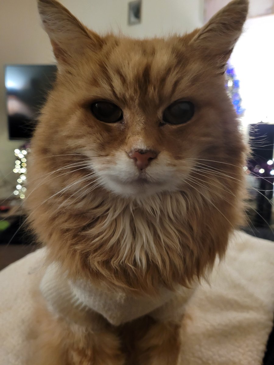 'Good morning my darling furrrriends...Happy #Caturday!!!!... love ❤️ and hugsxxxxxx '❤️❤️❤️❤️ #Billcat #cats #CatsOfTwitter #CatsOnTwitter #CatsOfX #CatsAreFamily #Hedgewatch