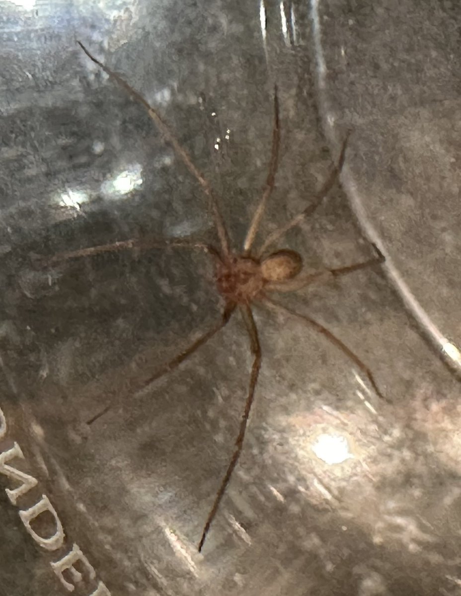nycnorton's tweet photo. @RecluseOrNot , spotted in our basement in Manhattan, NYC tonight. Yikes. https://t.co/BXdGiqZb9r