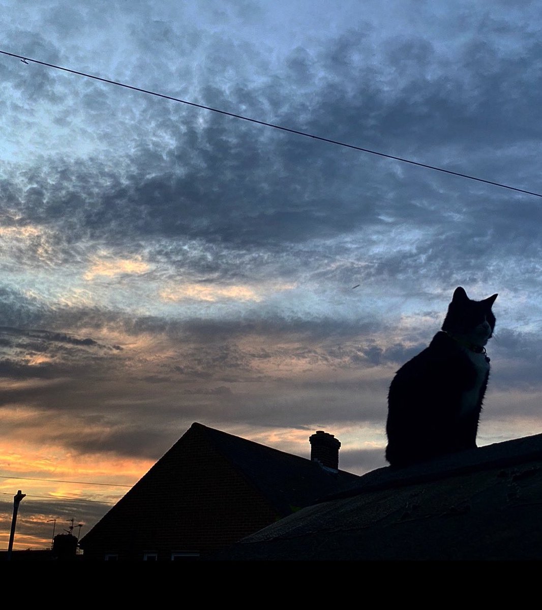 Poldark Wishing Everyone A Happy Caturday #Caturday #CatsOfTwitter #catphoto